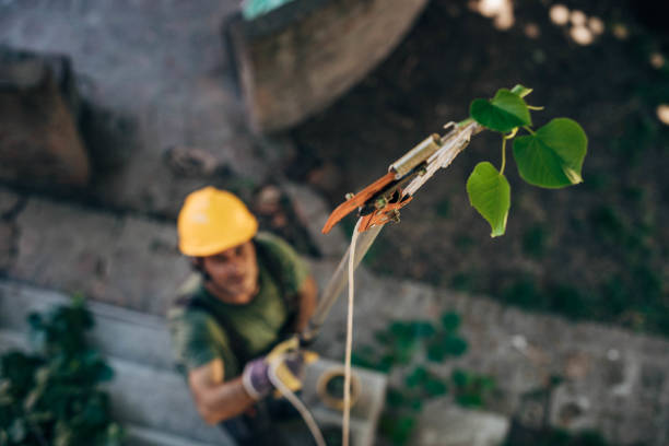 Best Storm Damage Tree Cleanup  in Emsworth, PA